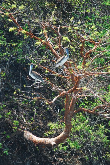 Pelikan im Nationalpark Manuel Antonio
